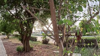 Greenery in Central alain city