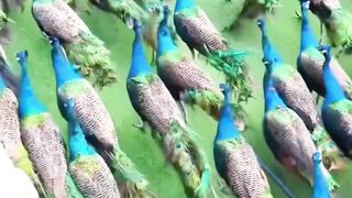 Beautiful peacock 6