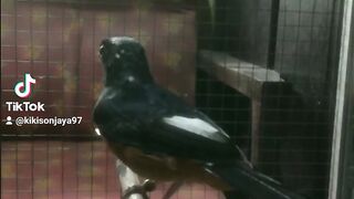 Merdunya suara burung murai