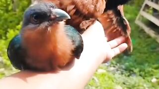 predatory bird chicks learn to fly know nature