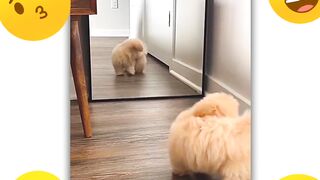 Cute Poodle Dog First Time His Reflection #Shorts