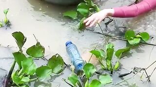 catching fish using used drink bottle fishing rods