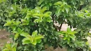 Gardening in front of the house,in the village