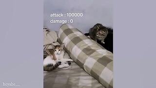 CATS are the King of ANIMAL COMEDY???? Best FUNNY CAT videos 2024(