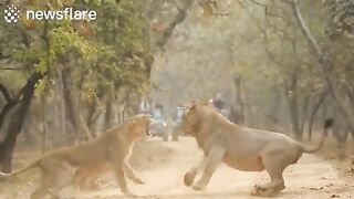 26 Incredible Safari Momment Caught On Camera