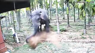 When Animals Go On A Rampage And Got Caught On Camera!