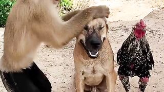 lovely Animals Are Famous_ Best SokYaa Video