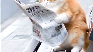 News_Paper_Cat_????_Kitten_Funny_Short_#shorts_#viral#