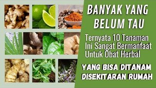 Inilah 10 Tanaman Obat Yang Sangat Bermanfaat Untuk Kesehatan Yang Bisa Ditanam Disekitaran Rumah