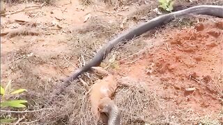 Snake vs Giant gekko