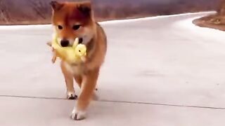 Dog with duck