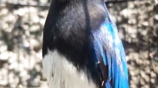 Bird sing very melodiously when dried in the sun