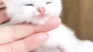 So cute cats ????????