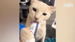 The FUNNIEST Pet Videos of the year! ????  BEST Compilation