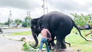 Some boys are beating an elephant.