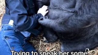 Give food to cute gorilla