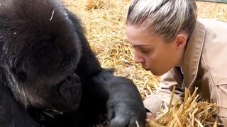 Cute gorilla is looking for food behind the hay