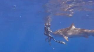 Swim With Amazing Sharks