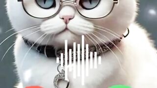 cat  on phone answer phone