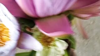 Behold the exquisite beauty of freshly cut lotus flowers