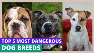 Top 5 Most Dangerous Dog Breeds!