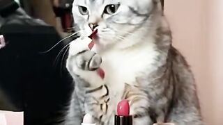 Mio Mio Cat Makeup