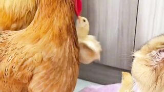 custody battle between chicken family and cat