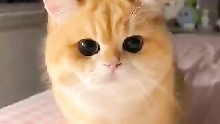 Cat videos cute cats kittens ???????? 4