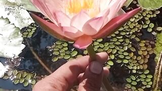 Transform Your Pond Instantly: Discover the Stunning Beauty of Lotus Plants!