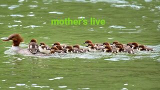 Mother's care #duck #febspot