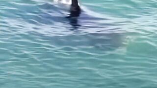 Shocking An ORCA Whale hits 3 SURFERS