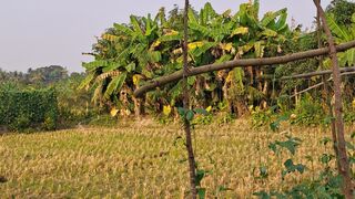 Sundarban Village,India.