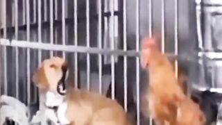 Funniest animals 2024 ????In tiktok ???? Funny and Fails Pets Video