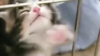 Cutest Silly Cats - Funny Cat Videos Compilation 2