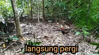 Ayam hutan