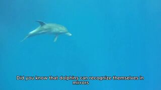 Dolphins Recognize Themselves in Mirrors: Mind-Blowing Animal Intelligence!