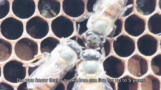 The Remarkable Lifespan of a Queen Bee: Up to 5 Years!