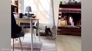 Funniest Cats And Dogs Videos - Best Funny Animal Videos 2024