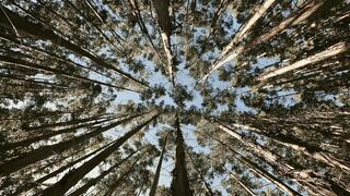 TREE VIEW FROM BELOW