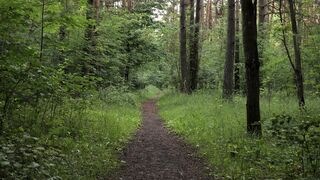 FOREST PATH SCENE