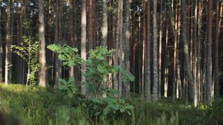 BIRD SOUNDS IN THE FOREST