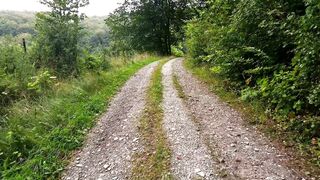 SCENERY OF A PATH AT THE EDGE OF A FOREST