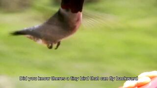 Hummingbirds: The Only Birds That Can Fly Backwards