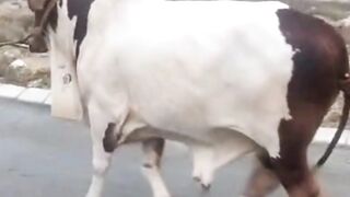 Beautiful & Big Cow