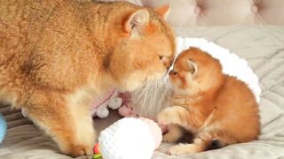 cute and funny cats video | funny video | beautiful cats