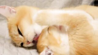 viral video | cute animals | beautiful and cute animals | #viral #trending