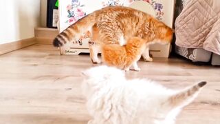 viral funny video | cats video | funny cats video | funny cats video of 2024