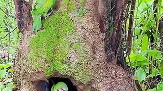 Beautiful_eagle_lays_eggs_near_parrot_hole#bird_#eagle_#animals_#parrot#love(480p).