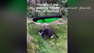 Funny Dogs And Cats Videos 2024 ???? - Best Funniest Animal Videos Of The week 2