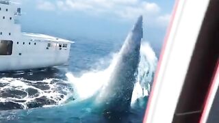 OMG!!!! A big Whale break a ship